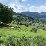 Buzau Teren de vanzare La Bisoca aproape de strada